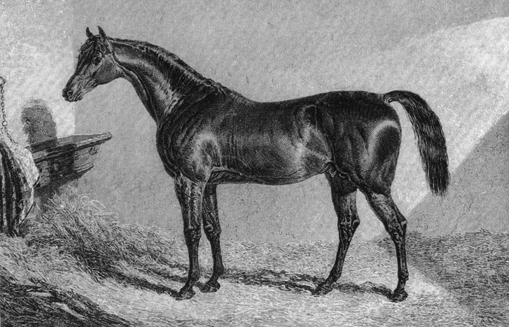 Dover @ Glendon in 1836 This is one of the very early images of a thoroughbred stallion in the Hunter Valley