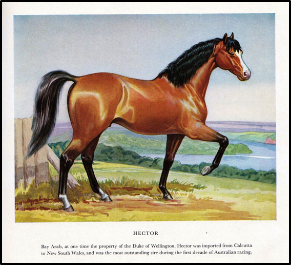 Courtesy of Douglas M Barrie ‘The Australian Bloodhorse’; from a watercolour impression by the author